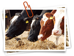 EZG Milch Milchquelle w.V.